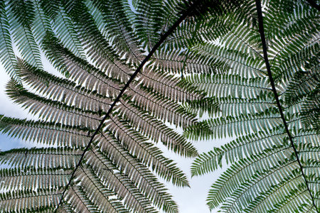 Close-up view of overlapping fern leaves from below, creating a symmetrical natural pattern against a pale sky. The intricate foliage texture highlights the beauty of tropical nature.の写真素材