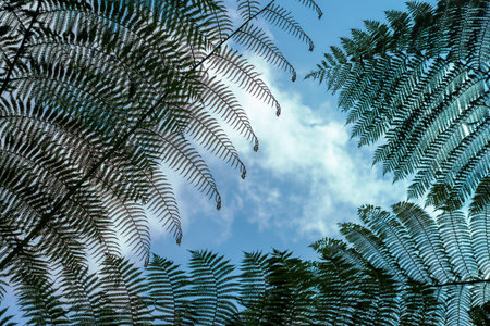 Silhouetted view of fern leaves against a bright blue sky with scattered clouds. The intricate foliage forms a natural frame, capturing the calm and beauty of tropical rainforest canopy.の写真素材