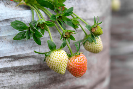 Close-up of several strawberries at different ripening stages hanging from green stems against a textured plastic grow bag. A natural farming scene capturing early fruit development.の写真素材