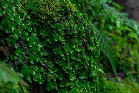 Close-up of lush green moss and tiny leafy plants growing on a moist rock in a tropical forest. The rich texture and vivid colors highlight the beauty of untouched natural ecosystems.の写真素材