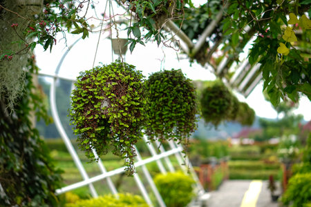 Hanging ornamental plants with lush green foliage displayed in a garden walkway, creating a refreshing, natural atmosphere in a tropical outdoor setting.の写真素材