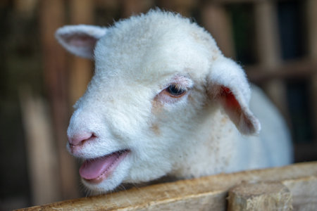 A close-up of a young white lamb with fluffy wool, mouth open as if smiling or speaking, showing...
