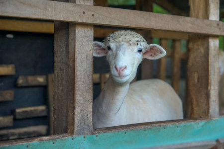 A white sheep with short wool standing inside a wooden pen, looking directly at the camera, symbolizing farming, livestock care, and rural agricultural life.の写真素材