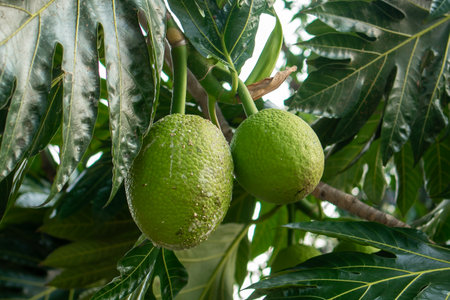 Close up of two fresh green breadfruits growing side by side on a tropical tree with large lush...