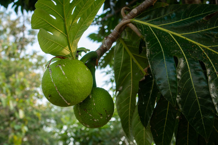 Fresh green breadfruits hanging on a tropical tree branch with large glossy leaves, symbolizing...