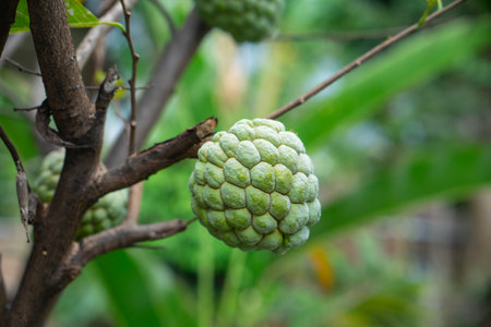 A sugar apple fruit, also known as srikaya or custard apple, hanging on a tree branch in a tropical...
