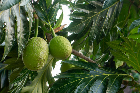 Two fresh green breadfruits hanging on a tropical tree with large lush leaves, representing organic...