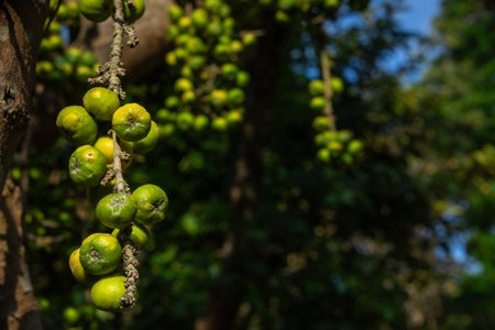 Close-up of green fig fruits growing on tree branch in tropical forest, with dramatic sunlight and dark foliage background highlighting natural texture and organic richness.の写真素材