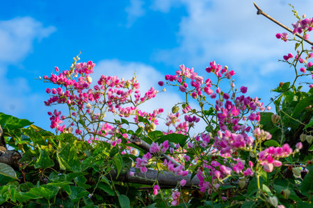 Bright pink blossoms bloom vibrantly under clear blue skies, surrounded by lush green leaves. A beautiful close-up of tropical flora in natural daylight.の写真素材