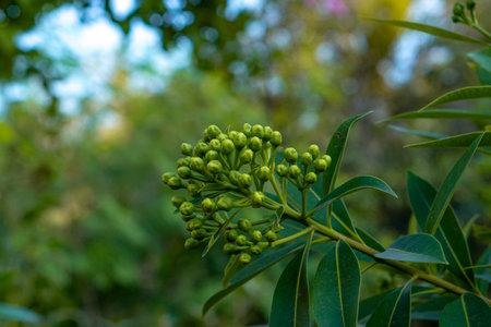 Close-up of green flower buds growing on a tropical plant branch with sharp leaves, captured in soft...