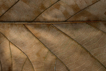 Detailed close-up of a dry brown leaf highlighting its intricate vein pattern and delicate surface...