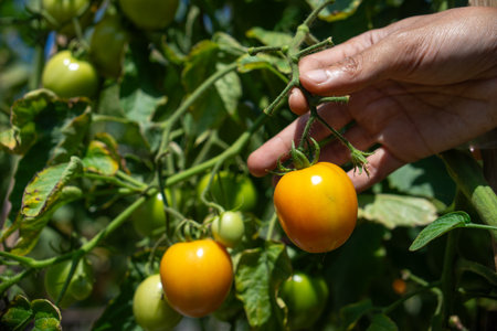 A close-up of a personâ€™s hand gently holding a ripe yellow tomato from the plant. The image...