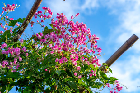 Bright pink coral vine flowers gracefully bloom on a bamboo trellis, contrasting beautifully with the vivid blue sky and green foliage in a vibrant tropical garden setting.の写真素材