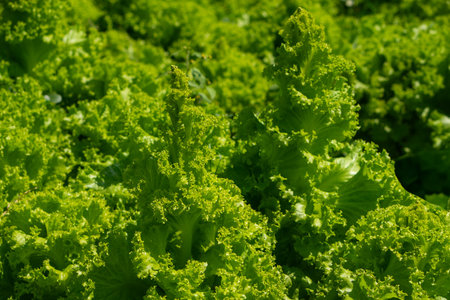 A lush bed of curly green lettuce growing under sunlight, showcasing vibrant freshness, natural...