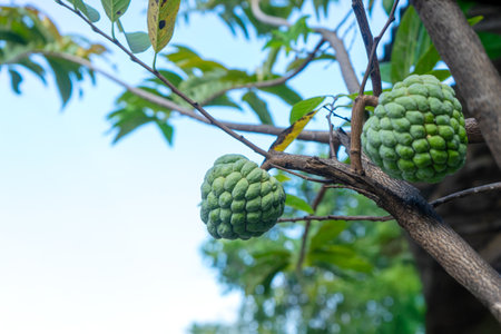 Fresh green sugar apple fruit hanging on a tree branch with leaves and blue sky background, showing...