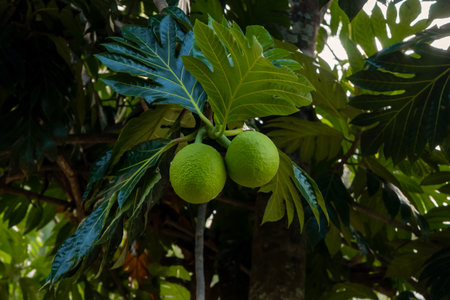 Close-up of two fresh breadfruits (Artocarpus altilis) hanging on a branch with lush green leaves, captured in natural tropical light, showcasing vibrant color and detailed texture.の写真素材