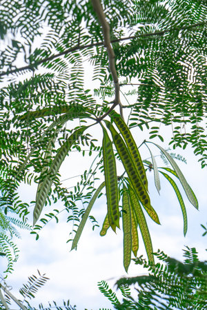 Vertical close-up shot of fresh petai or Parkia speciosa pods hanging on a tree, with bright green leaves and blue sky in the background, representing tropical nature.の写真素材
