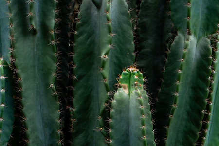 Detailed close-up of green cactus stems with strong vertical texture and sharp brown spines,...