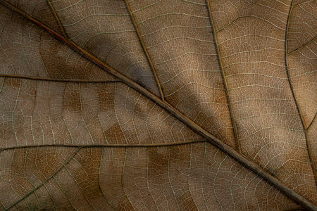Macro shot of a dried leaf showing complex vein networks and earthy brown hues, capturing the...