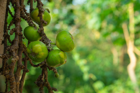 Green figs growing directly from tree trunk in tropical forest. Natural lighting and soft blur background emphasize freshness, texture, and raw organic fruit detail.の写真素材