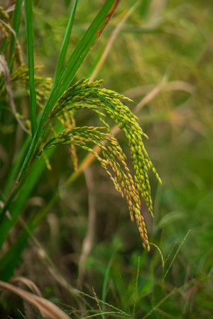 Close-up of rice plants in a paddy field with grains turning golden, capturing the natural beauty of agriculture, organic farming, and rural landscape.の写真素材
