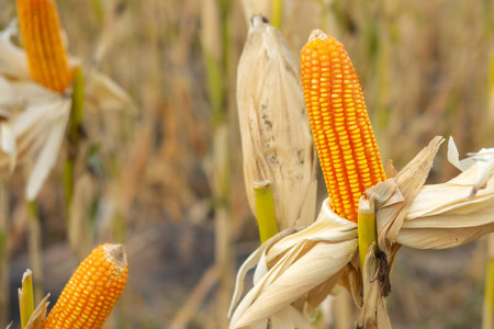 Close up of ripe corn cobs with golden yellow kernels in a dry field, symbolizing agriculture,...