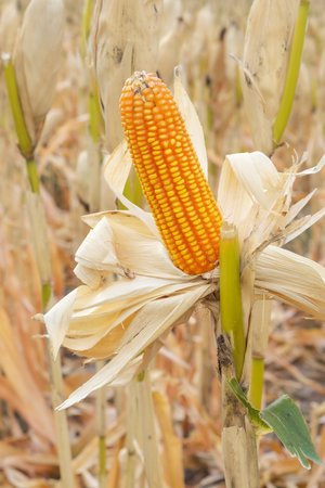 Close up of ripe yellow corn cob on the plant with dry husks in a maize field, representing harvest...