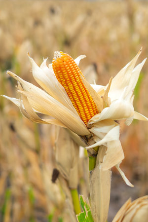 Close-up of a ripe yellow corn cob partially exposed from husks in a rural field, symbolizing...