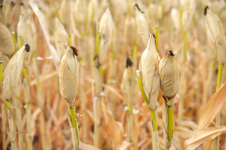 Close-up of dried corn cobs in a golden field, symbolizing harvest season, rural farming life, and...