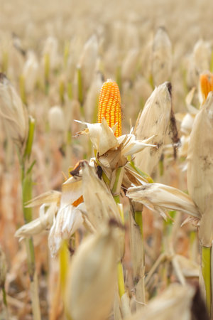 Golden corn cob standing tall among dry husks in a field, symbolizing harvest, agriculture,...