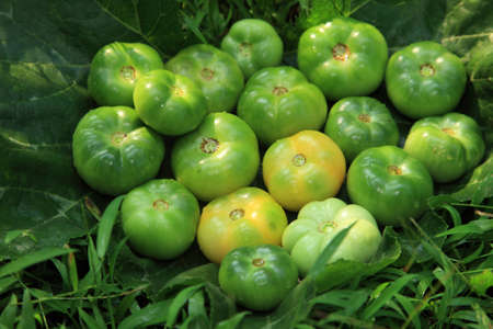 Freshly plucked green tomatoes in a farmland の写真素材