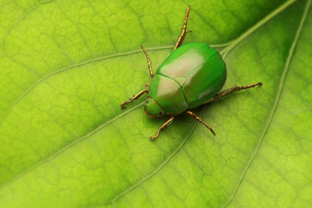 Green beetle crawling on a leafの写真素材