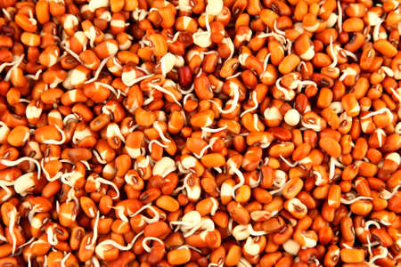 Sprouted beans backgroundの写真素材