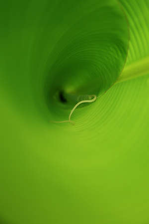 Close up shot of a banana leaf curl. Focus on the sproutの写真素材