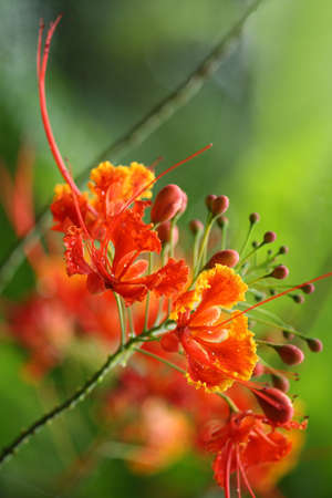 Beautiful tropical flame tree flowersの写真素材