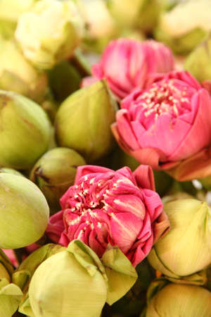 A bunch of Lotus flowersの写真素材