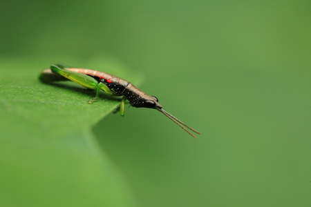 Close up of a grasshopper sits on a leafの写真素材