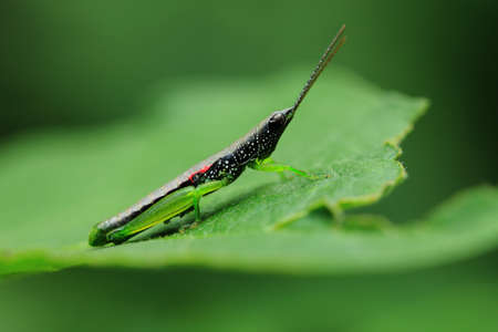 Close up of a grasshopper sits on a leafの写真素材