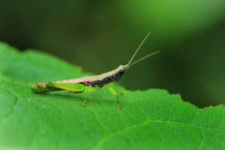 Close up of a grasshopper sits on a leaf