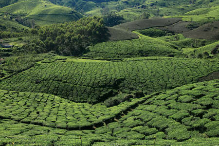Tea plantations of Munnar. Munnar is a major tourist attraction in Kerala, India.