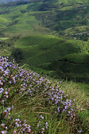 Strobilanthes kunthiana locally known as \\\\