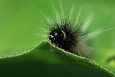 Closeup Caterpillar on a green leaf.の写真素材