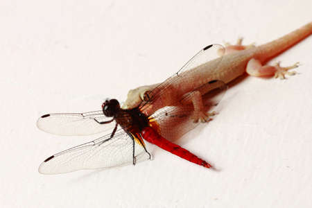 A lizard eats a dragon fly on a wallの写真素材
