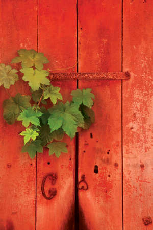 Green leaves on an old red wooden door backgroundの写真素材