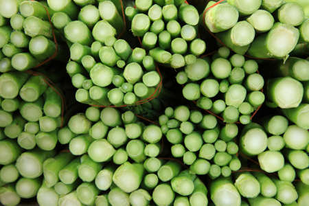 Abstract image of the rounded tips of green beansの写真素材