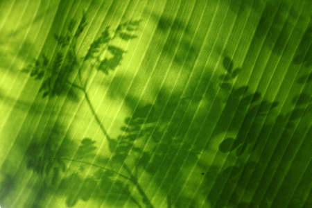 Shadows of leaves falling on a a banana leafの写真素材