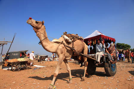 PUSHKAR, INDIA - NOV 19,2010- Unidentified farmers travel in a camel cart in the Pushkar Fair....