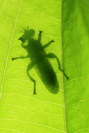 Silhouette of grasshopper on a green leafの写真素材