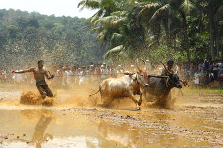 KAKKOOR, INDIA - MAR 01,2012-Bullocks compete in the muddy tracks at the Kakkoor Bull racing festival held in Kakkoor, Kerala, India.のeditorial素材