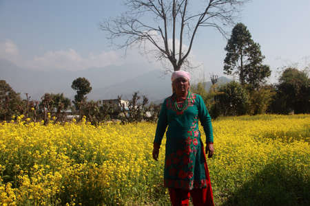 POKHARA, NEPAL - FEB 06,2014- An unidentified woman stands in front of her mustard farm in Pokhara, Nepal. Pokhara is a popular tourist destination known for trekking and boating.のeditorial素材